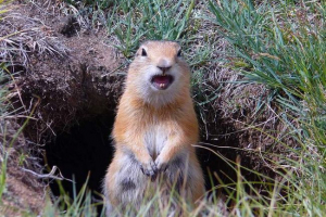 W niemczech można rozpocząć inwazję gophers